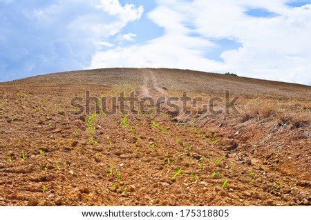 Agriculture landscape wallpaper