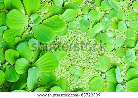 Aquatic Weeds On The Water Green Texture