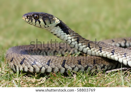 stock-photo-grass-snake-basking-in-sunlight-58803769.jpg