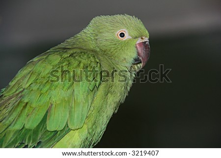 green beautiful parrot on a gray background in a zoo room