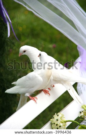 stock photo two white wedding doves on a white bench in a wedding ceremony