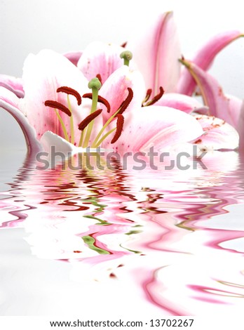 ornamental flowers bouquet with green leafs in water