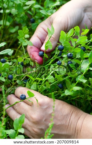 gathering berries of bilberry. hands closeup.