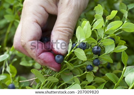 gathering berries of bilberry. hands closeup.