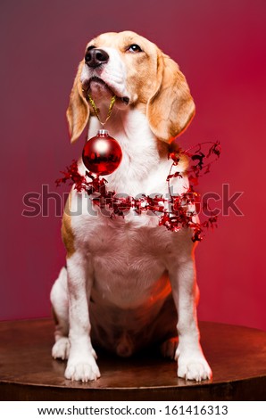 Portrait of a cute funny beagle christmas dog.