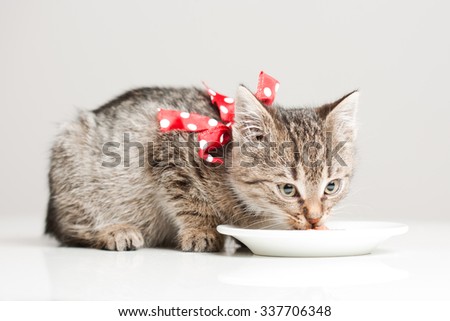 Shot of cute hungry little tabby kitten.