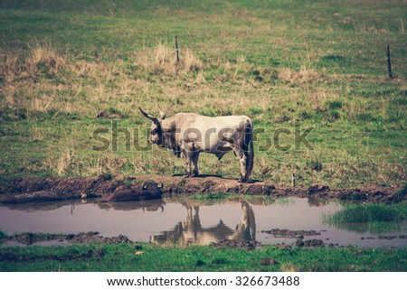 indigenous species endangered-maintained podolian cattle on farm in Serbia stand by pond with couple buffalos lie in it
