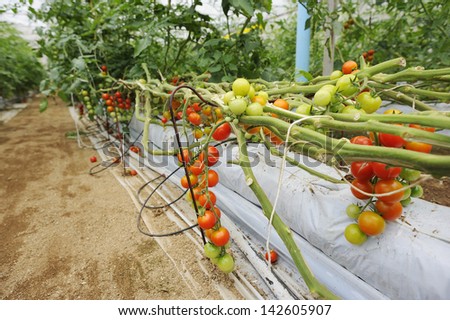 Tomato cultivation