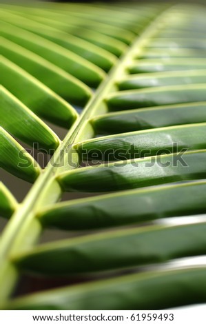 Palm Leave \
\
green line composition