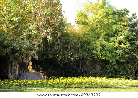 Area Meditation Buddha statue in garden Under the Bodhi tree.  Location Chiang Mai, Thailand.