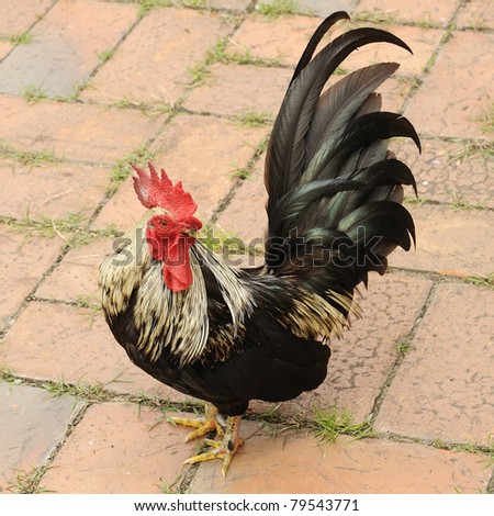 Asian Rooster