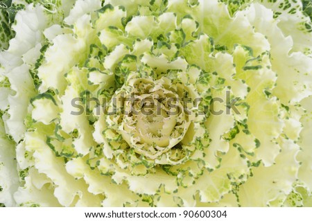 Cabbage planting Family of vegetables that are edible. The popular fried with oyster sauce. Or a green salad.