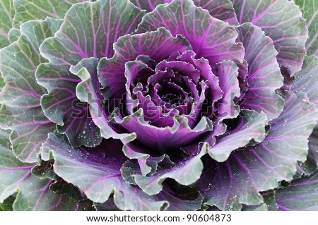 Cabbage planting Family of vegetables that are edible. The popular fried with oyster sauce. Or a green salad.