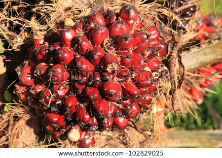 Palm fruit on the tree, tropical plant for bio diesel production