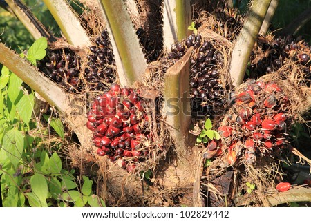 Palm fruit on the tree, tropical plant for bio diesel production