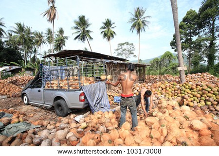 Two Thailand man moving coconut to pic up car to sell in the maket