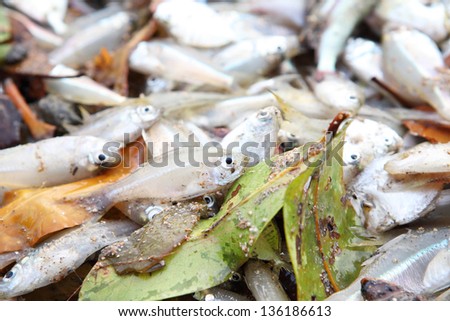 large number of gray and silver fish on sand.