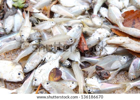 large number of gray and silver fish on sand.