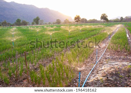 Agricultural irrigation of onion field at sunset Thailand