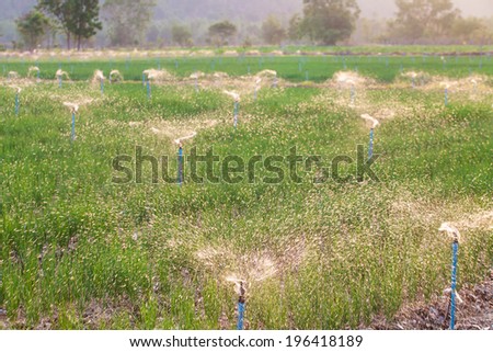 Agricultural irrigation of onion field at sunset Thailand