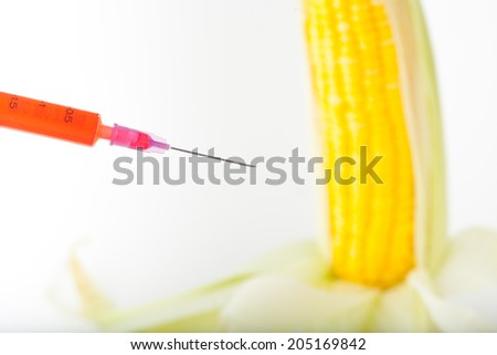 corn cob and syringe / GM maize