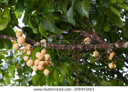 Long Gong fruit on tree in fruit garden.Thailand
