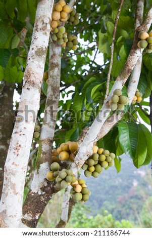 Long Gong fruit on tree in fruit garden.Thailand