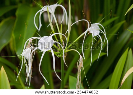 White lily flowers in a garden ; Spider Lily