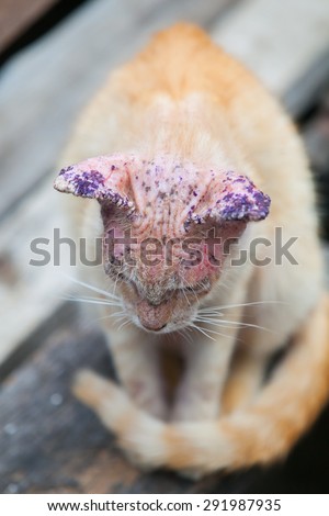 Sick cat with skin disease, close up.