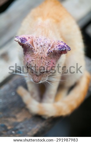 Sick cat with skin disease, close up.