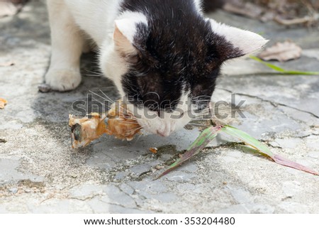 Stray cats eat fish bones in Thailand.