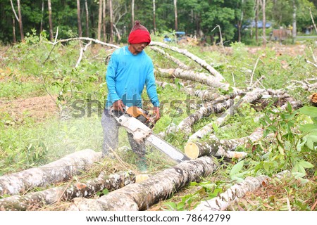 man working to cut and move rubber tree after cut down.In Thailand rubber tree will cut down after 30 years grow.