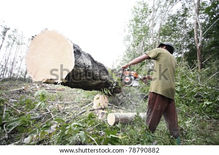 man working to cut and move rubber tree after cut down.In Thailand rubber tree will cut down after 30 years grow.