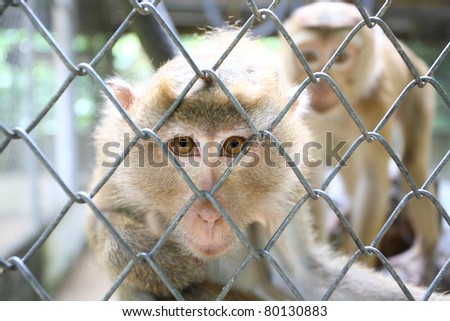 A monkey sits in a zoo behind bars.