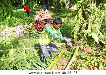 Man working in the palm oil gardent .