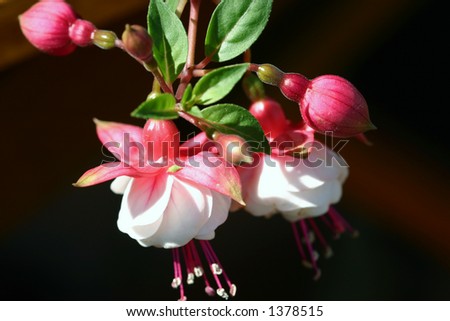 Fuchsia, Lady Thumb Red and White,  Mini Rose - Trailing or basket fuchsia for planters hanging baskets and containers.