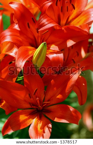 Asiatic Lily, Lilium Pixie (orange)