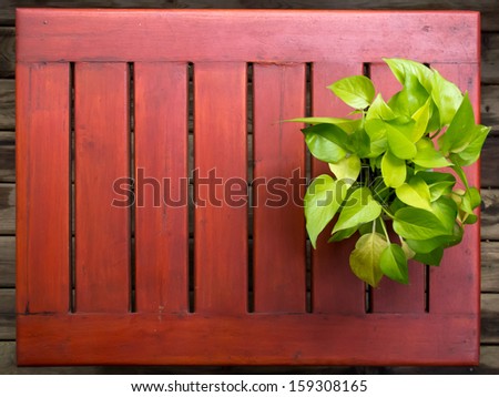 Devil\'s Ivy in pot ,on wooden table