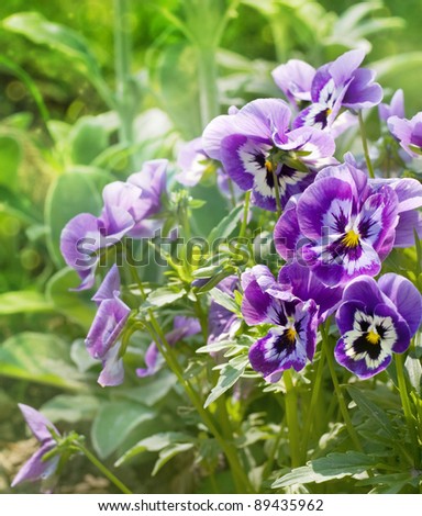 Garden Pansy