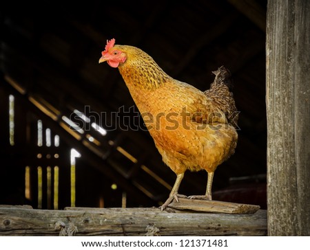 red chicken looking out of the barn