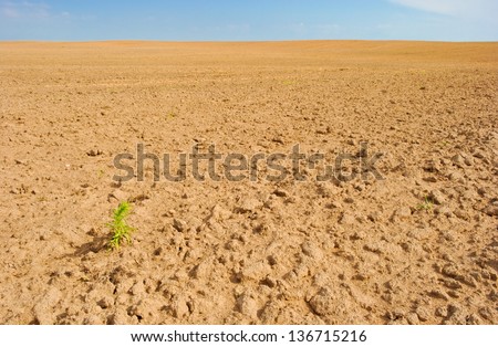 lonely plant on empty field of tilled land