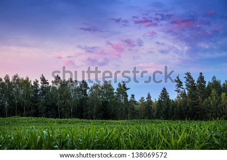 green corn in front of the forest under the violet evening sky