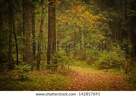 forest path covered with fall leaves