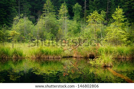 Deep dark lake in green forest