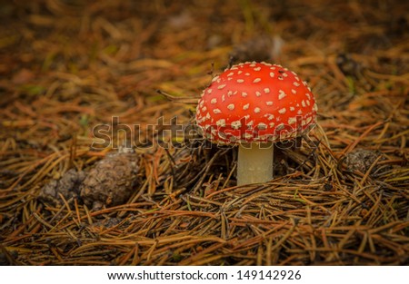 small round fly agaric mushroom in dry pine needles