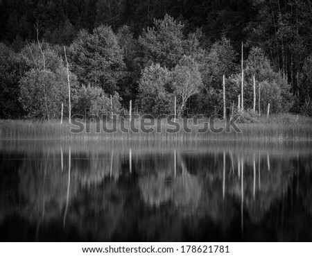black and white image of trees reflecting in water