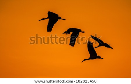 black silhouettes of crane birds on orange sky background