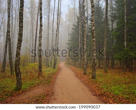 forest alley in the autumn haze