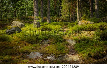 mountain forest with moss and pines