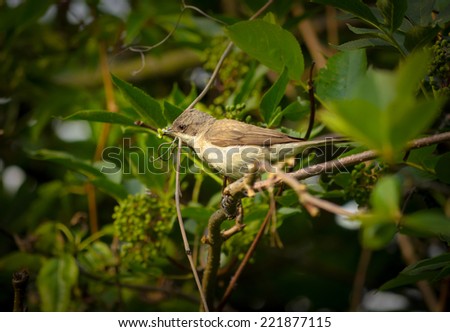 the nightingale bird in the foliage